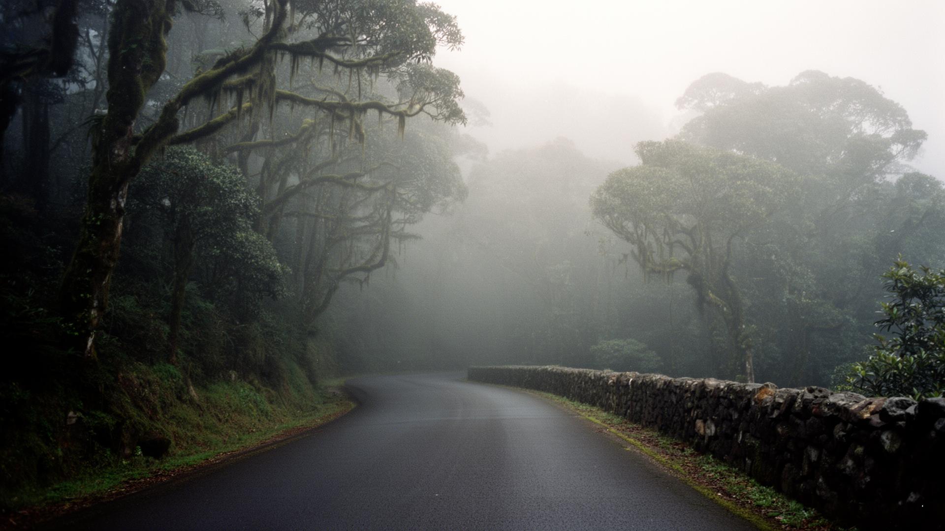 Foggy laurel forest road on the north coast of Madeira